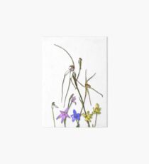 Orchids of Australia 7 Native orchids of Western Australia Art Board Print
