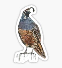 Quail Sticker