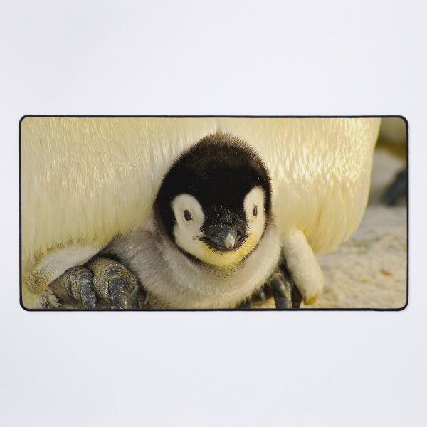 Item preview, ANIMALS #36 - Adorable Penguin Chick Under Parent's Belly designed and sold by DEL-Productions.