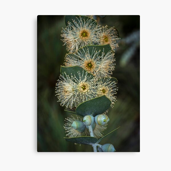 Item preview, Silver-leaved Mountain Gum designed and sold by Christopher Allen.