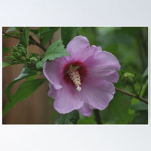 Item preview, Rose of Sharon designed and sold by Rick  Friedle.