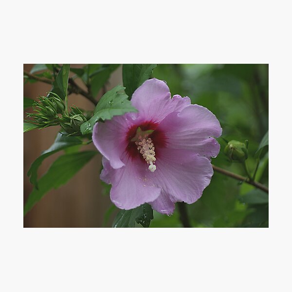 Item preview, Rose of Sharon designed and sold by Rick  Friedle.