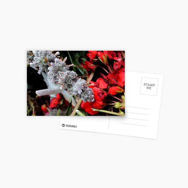 untitled Postcard