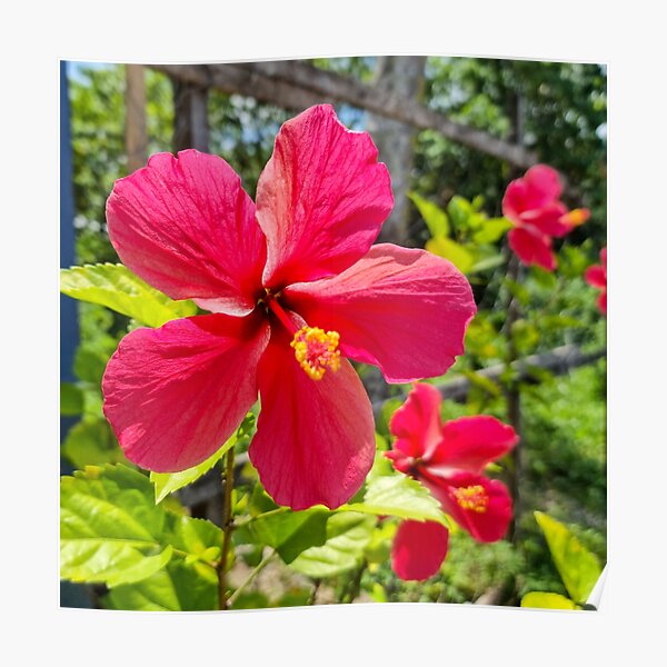 Pink Hibiscus Flower Poster For Sale By Rossacampbell Redbubble 8679