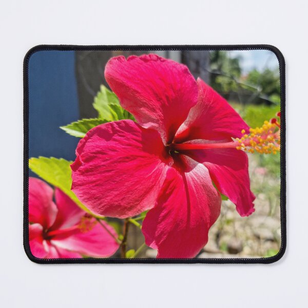 Item preview, Pink Hibiscus Flower designed and sold by Ross.A.Campbell.