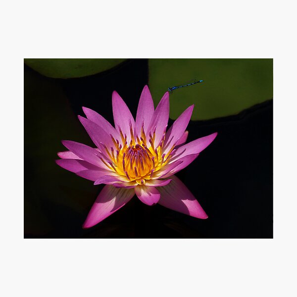 Gazing Photographic Print