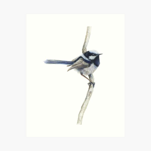 Item preview, Blue Wren Pencil Art  by Rachael Curry designed and sold by RachaelCurryArt.