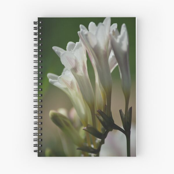 Item preview, Freesia, Alba, Leichtlinii designed and sold by Lozzar Flowers & Art.