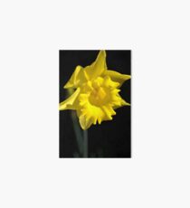 The Daffodil Glows Art Board