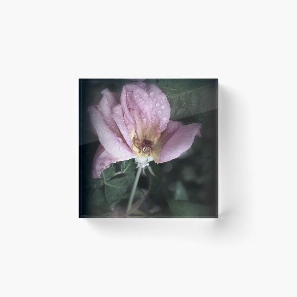 Artikelvorschau, Delicate Petals von Lorraine McCarthy entworfen und verkauft von Lozzar Flowers & Art.