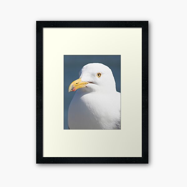 Gull Portreture Framed Art Print