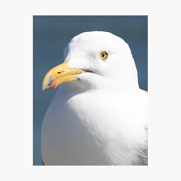 Gull Portreture Photographic Print