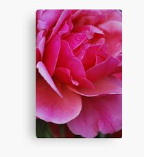 Rose Macro Canvas Print