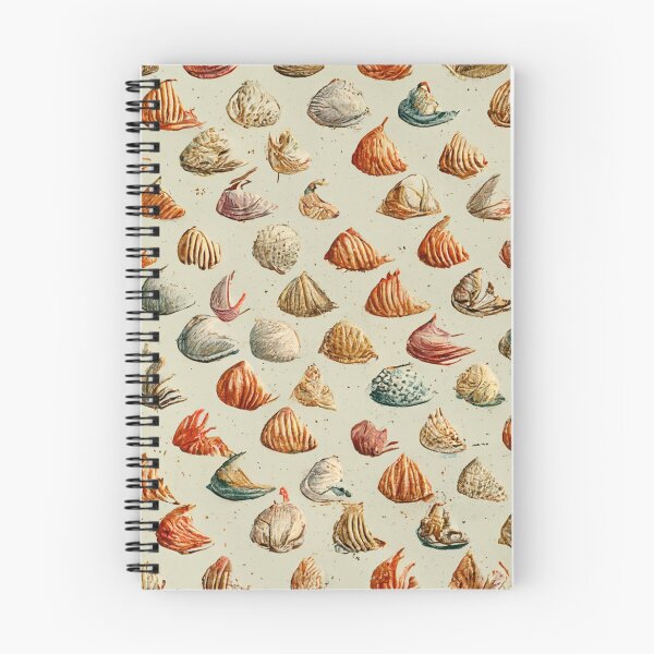 Item preview, Conchas marinas antiguas II designed and sold by hamptonstyle.