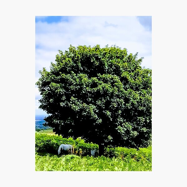 Item preview, horse tree shelter designed and sold by Neville Pass.