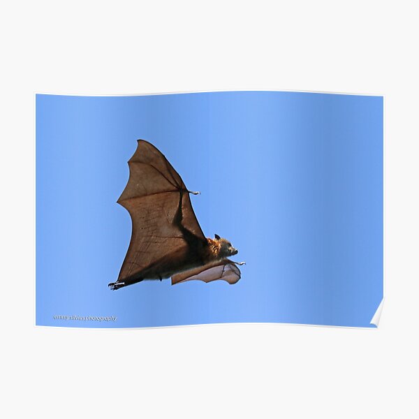Flying Fox - 472 Poster