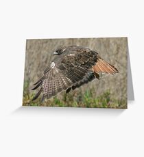 Red Tailed Hawk Greeting Card