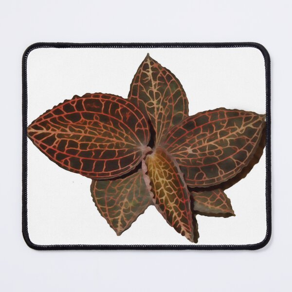 Item preview, Jewel Orchid (Anoectochilus albolineatus) designed and sold by Floral-Art.