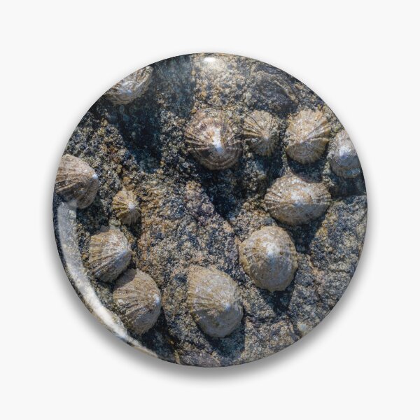 Item preview, mussel colony designed and sold by OskiOnTour.
