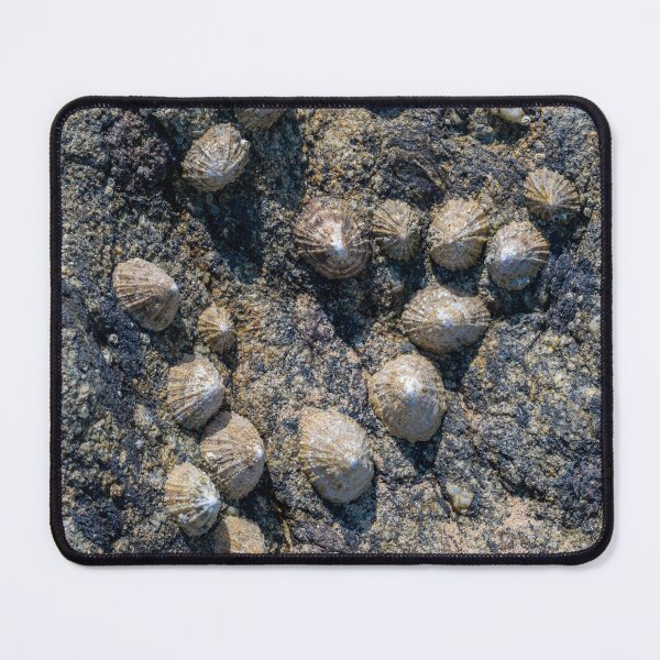 Item preview, mussel colony designed and sold by OskiOnTour.