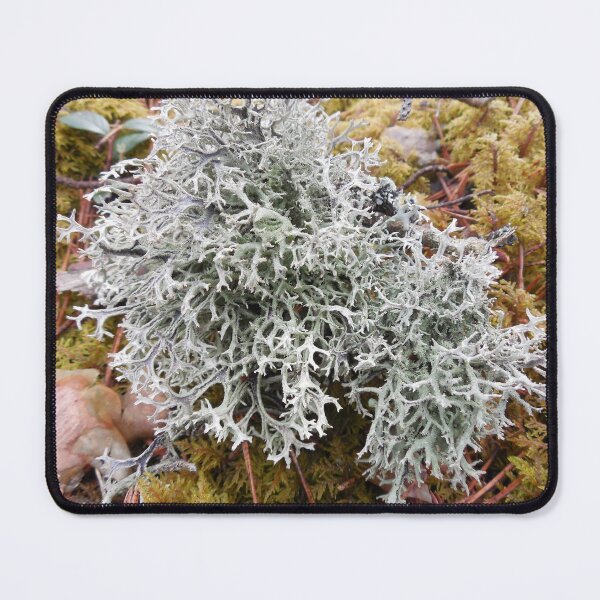 Item preview, This moss is like from the hidden world designed and sold by Raigitam.