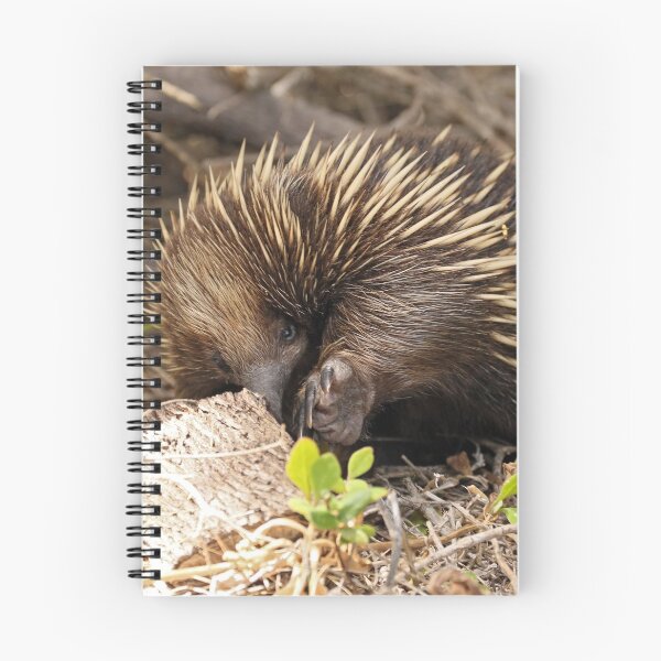 Item preview, Echidna - 654 designed and sold by Emmy Silvius.
