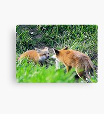Playful Tug Canvas Print
