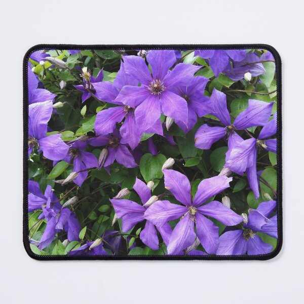 Item preview, This clematis knows how to enjoy autumn designed and sold by Raigitam.