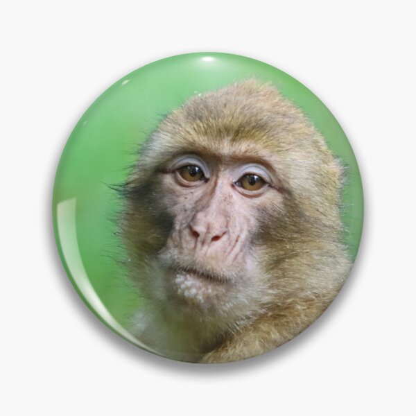 Item preview, Barbary macaque portrait designed and sold by GreyFeatherPhot.