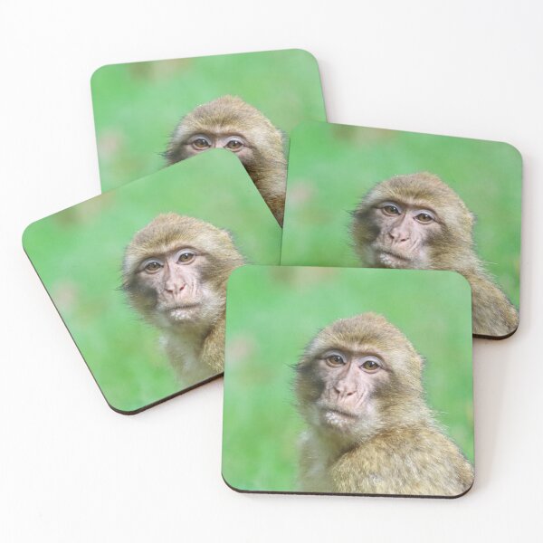 Item preview, Barbary macaque portrait designed and sold by GreyFeatherPhot.