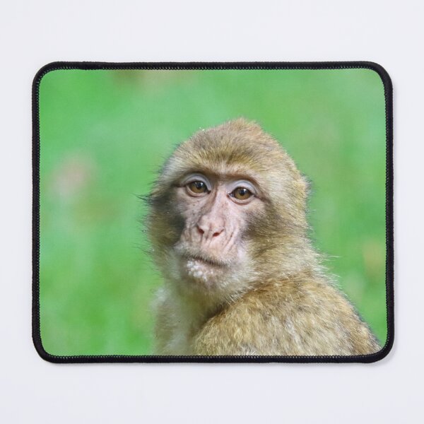 Item preview, Barbary macaque portrait designed and sold by GreyFeatherPhot.