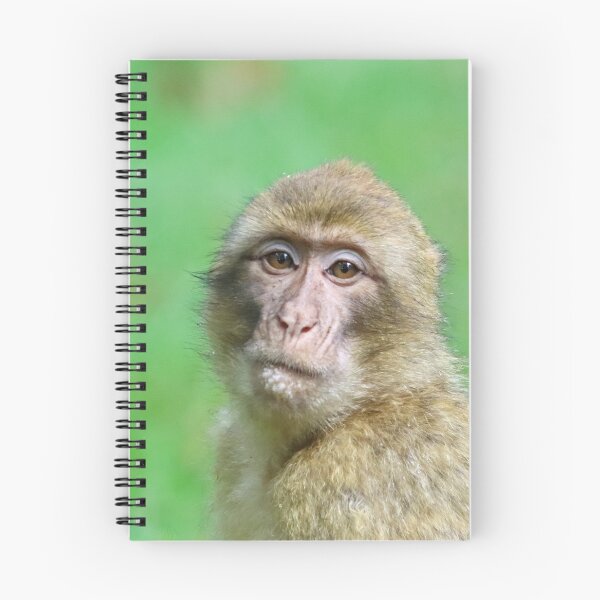 Item preview, Barbary macaque portrait designed and sold by GreyFeatherPhot.