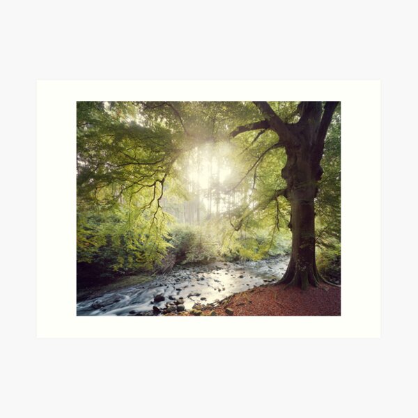 The Tree , County Down , Northern Ireland Art Print