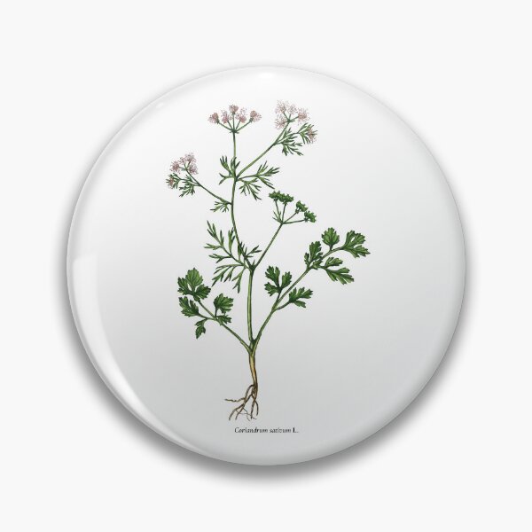 Item preview, Coriander designed and sold by Shirts4Locals.
