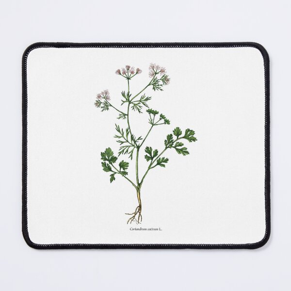Item preview, Coriander designed and sold by Shirts4Locals.