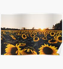 Sunflower Field 2016 Poster