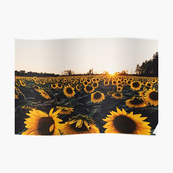 Sunflower Field 2016 Poster