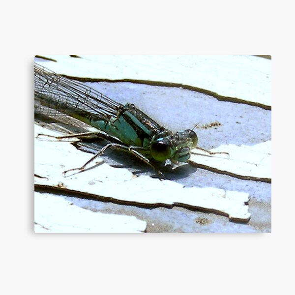 Dragonfly nymph Metal Print