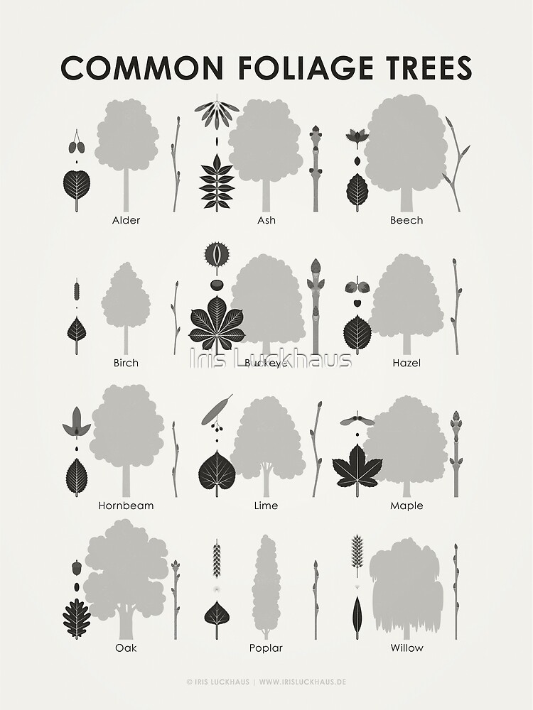 Identification Chart, Leaves of Trees and Shrubs – Iris Luckhaus