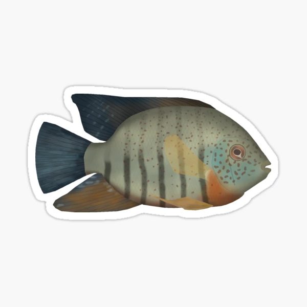 Nice Kok Funny Flowerhorn Cichlid Fish Keeper Sticker for Sale by