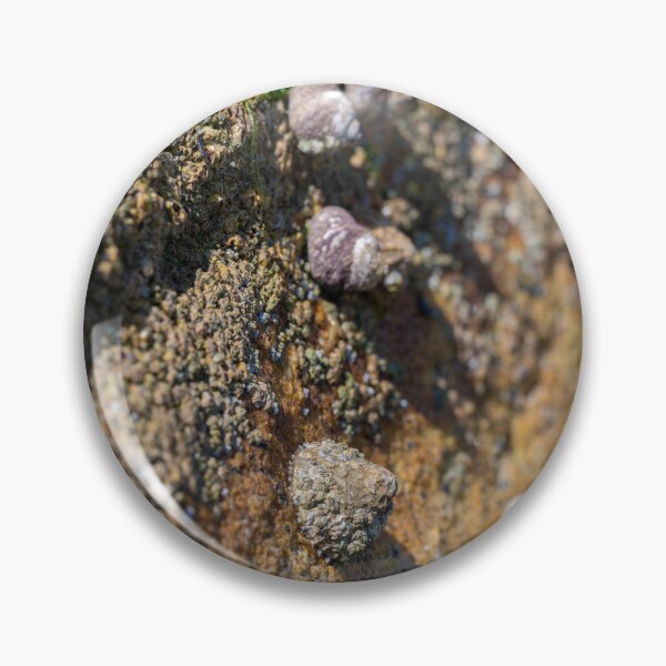 Artikelvorschau, Fels mit Muscheln entworfen und verkauft von OskiOnTour.