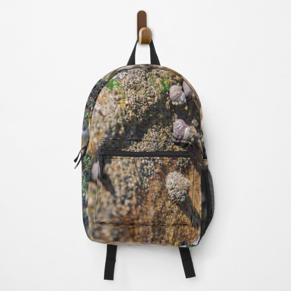 Item preview, rock with shells designed and sold by OskiOnTour.