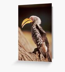 Yellow Billed Hornbill in Etosha National Park, Namibia Greeting Card