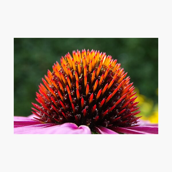 Echinacea Purpurea Photographic Print