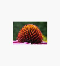 Echinacea Purpurea Art Board