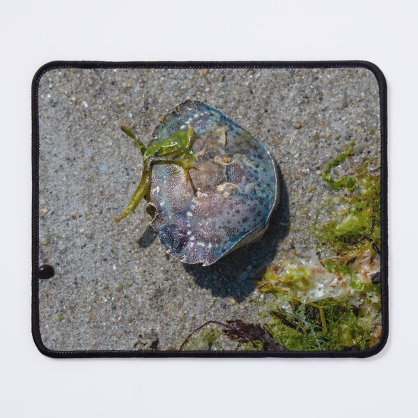 Item preview, washed-up beauty designed and sold by OskiOnTour.