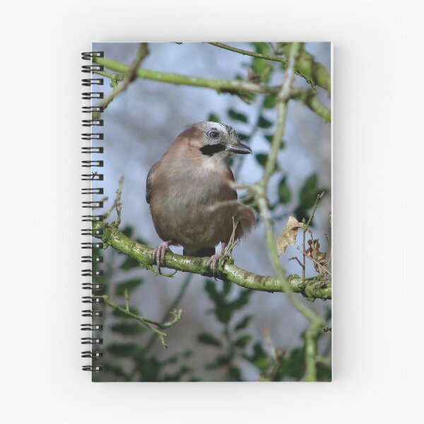 Item preview, Another Jay designed and sold by Sharon Perrett.