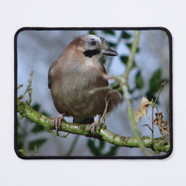 Item preview, Another Jay designed and sold by Sharon Perrett.