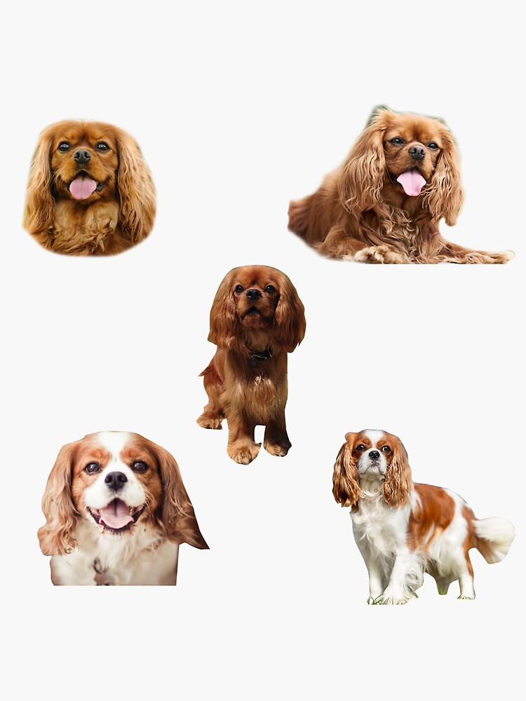 Autocollant Voiture Cavalier King Charles Spaniel 15 Cm - Réfléchissant 3D - Personnalisable