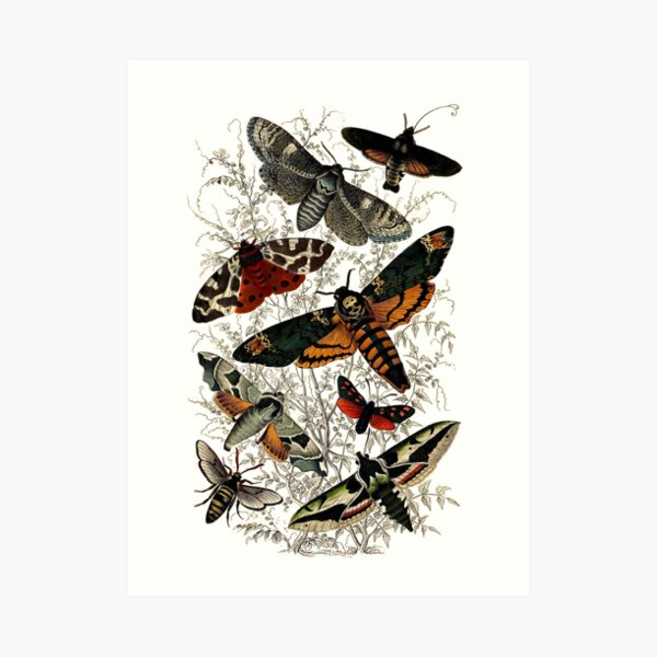 Victorian Moth Insects illustration Art Print